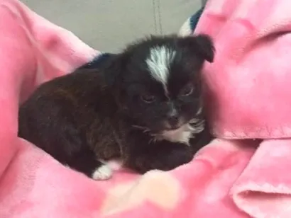 Cachorro raça Shitzu idade Abaixo de 2 meses nome Belinha