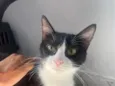 Ofélia