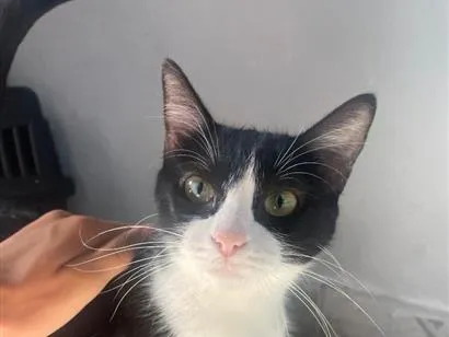 Gato raça SRD-ViraLata idade 1 ano nome Ofélia