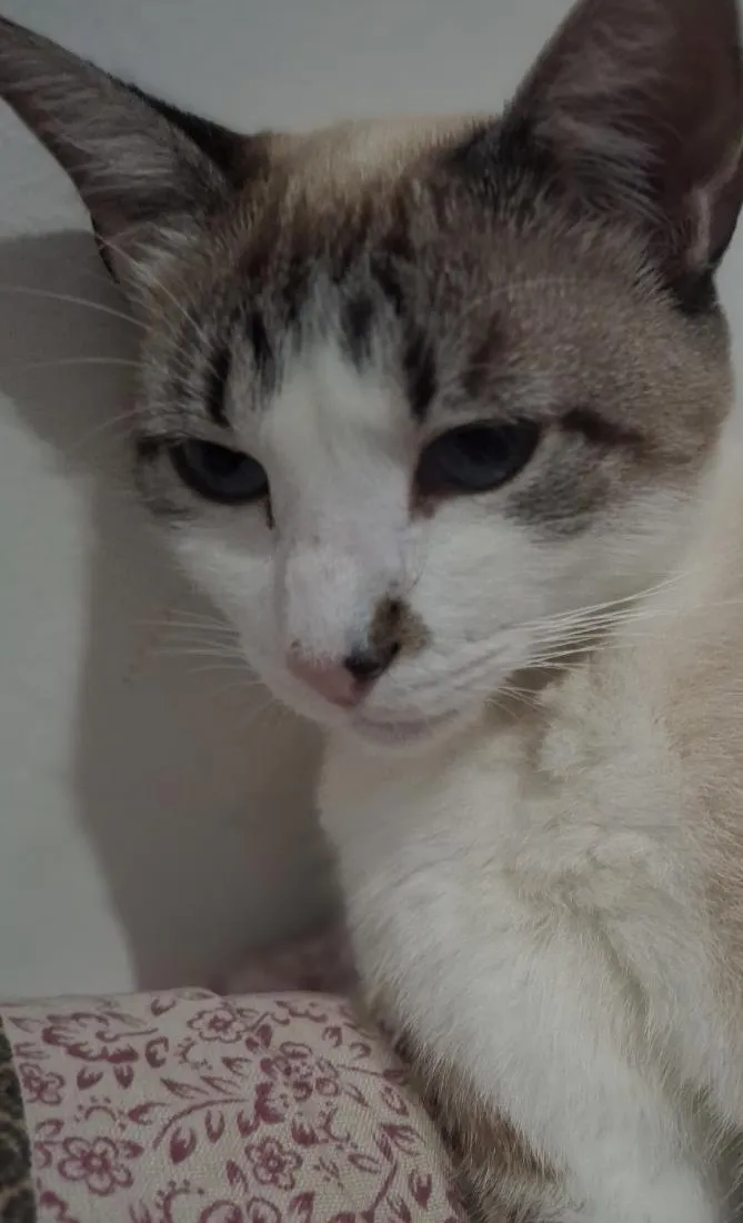 Gato raça SRD-ViraLata idade 3 anos nome Dora