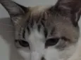 Dora