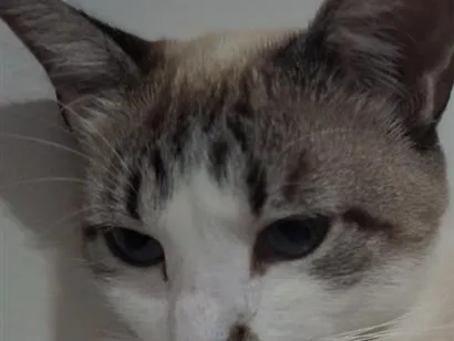 Gato raça SRD-ViraLata idade 3 anos nome Dora