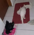 gatos pretos