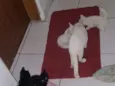 gatos pretos