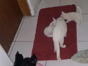 Gato raça SRD-ViraLata idade Abaixo de 2 meses nome gatos pretos