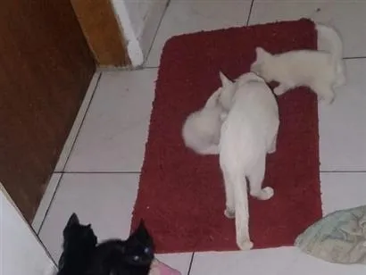 Gato raça SRD-ViraLata idade Abaixo de 2 meses nome gatos pretos