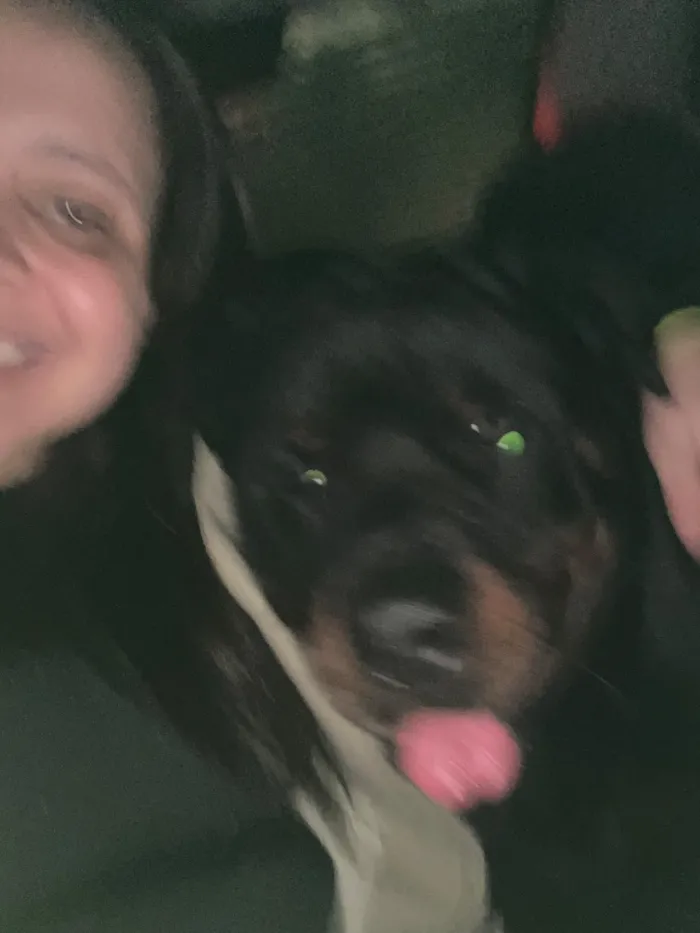 Cachorro raça Rottweiler idade 2 anos nome Bruce