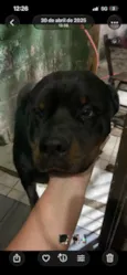 Bruce