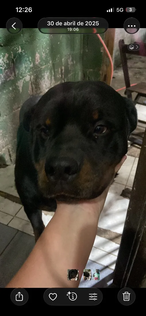 Cachorro raça Rottweiler idade 2 anos nome Bruce
