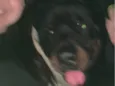 Bruce