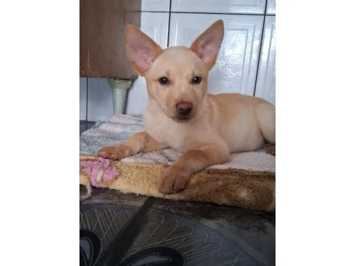 Cachorro raça SRD-ViraLata idade 2 a 6 meses nome Thor e cacau 