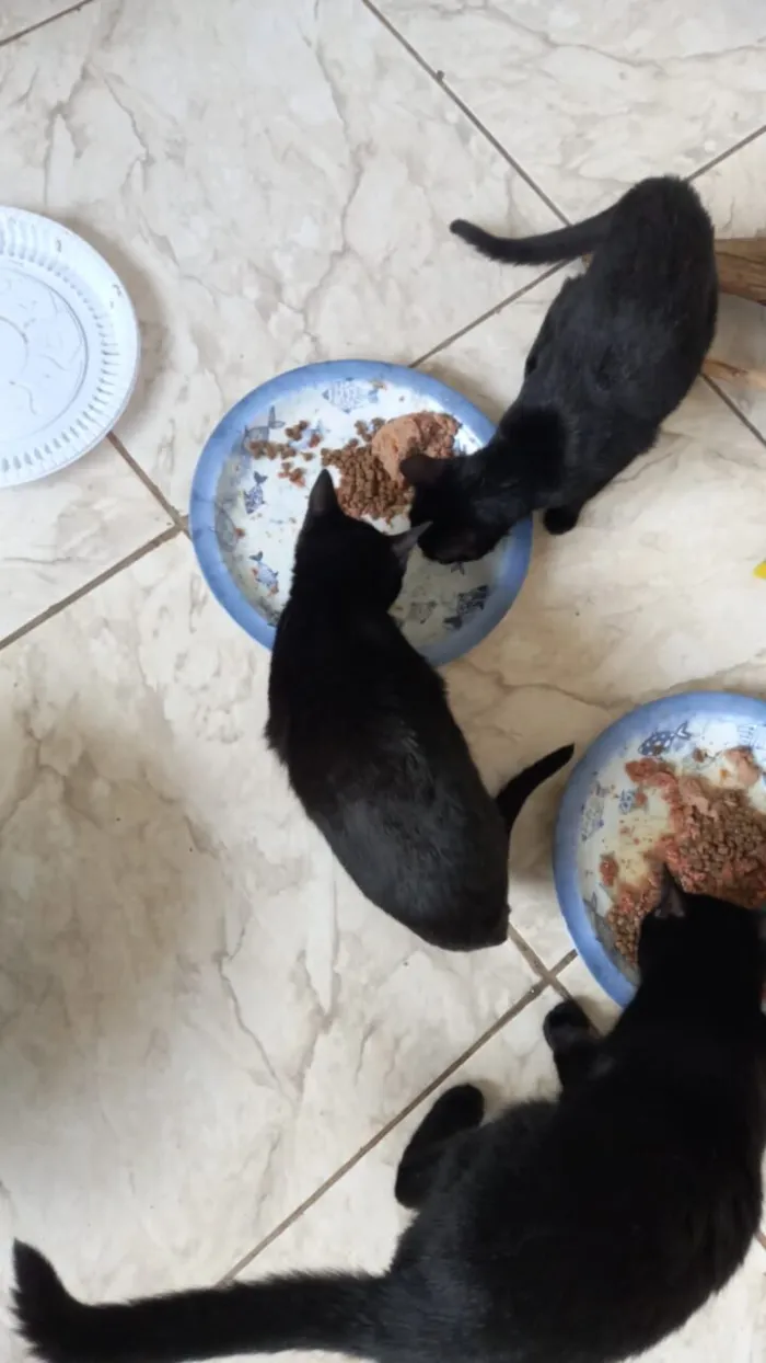 Gato raça SRD-ViraLata idade 2 a 6 meses nome gatinhos 