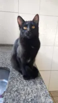 gatinhos 