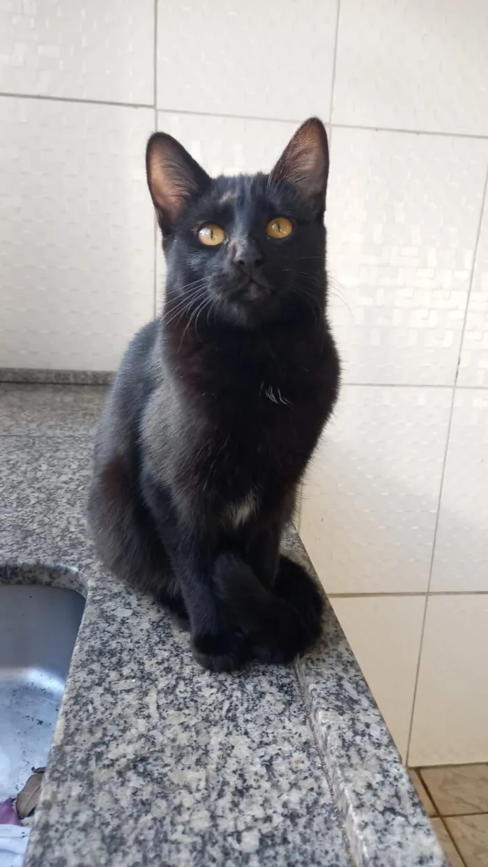 Gato raça SRD-ViraLata idade 2 a 6 meses nome gatinhos 