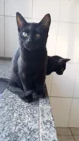 gatinhos 