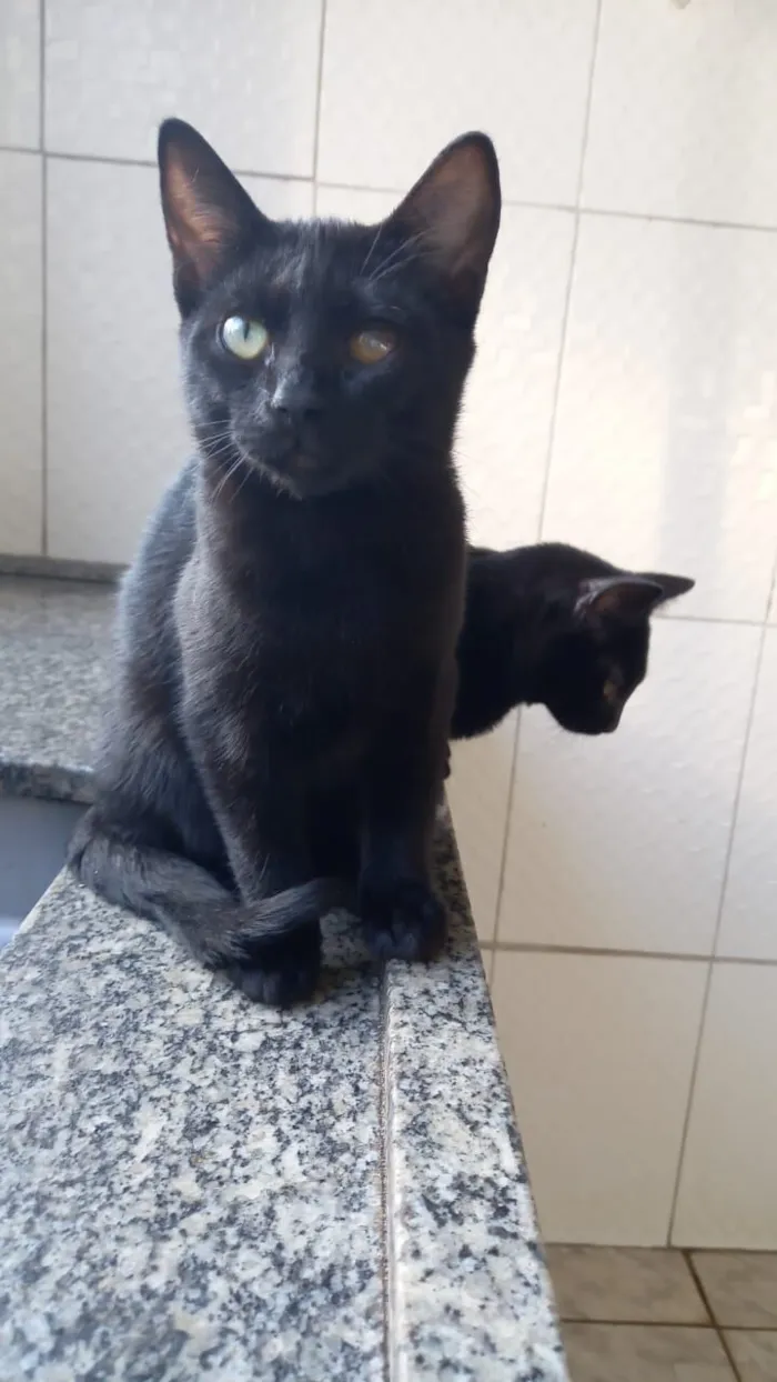 Gato raça SRD-ViraLata idade 2 a 6 meses nome gatinhos 