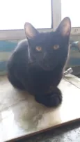gatinhos 