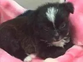 Cachorro raça Shitzu idade Abaixo de 2 meses nome Belinha
