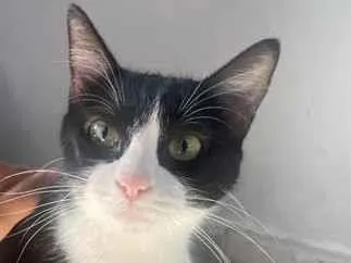 Gato raça SRD-ViraLata idade 1 ano nome Ofélia