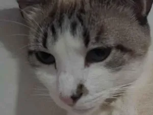 Gato raça SRD-ViraLata idade 3 anos nome Dora