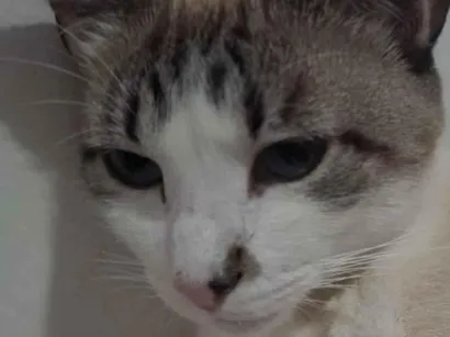 Gato raça SRD-ViraLata idade 3 anos nome Dora