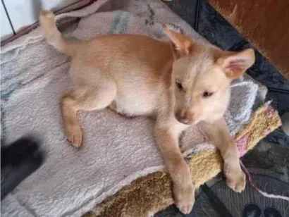 Cachorro raça SRD-ViraLata idade 2 a 6 meses nome Thor e cacau 