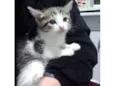 Gata