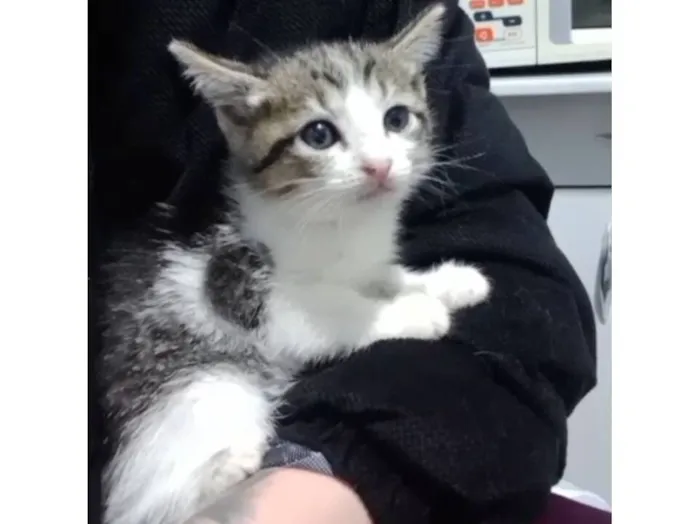 Gato raça SRD-ViraLata idade Abaixo de 2 meses nome Gata