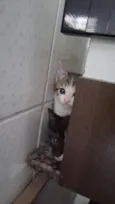 Gata