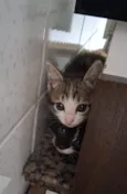 Gata