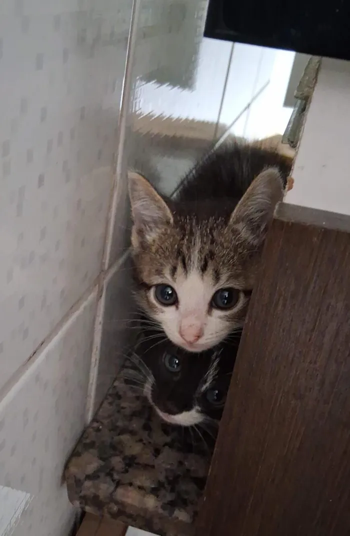 Gato raça SRD-ViraLata idade Abaixo de 2 meses nome Gata