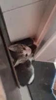 Gata