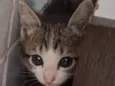 Gata