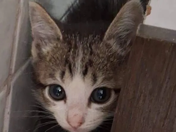 Gato raça SRD-ViraLata idade Abaixo de 2 meses nome Gata
