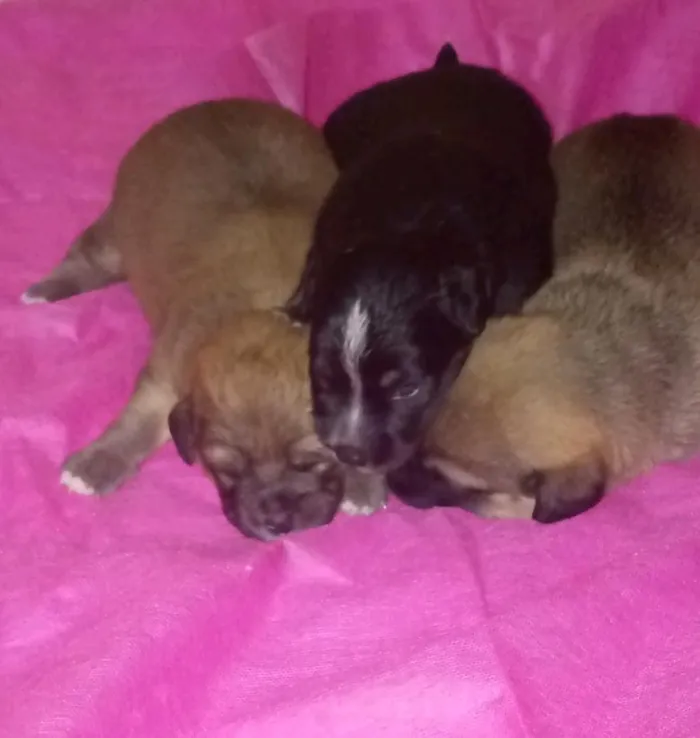Cachorro raça SRD-ViraLata idade 2 a 6 meses nome noturno, chocolate e Nescau 
