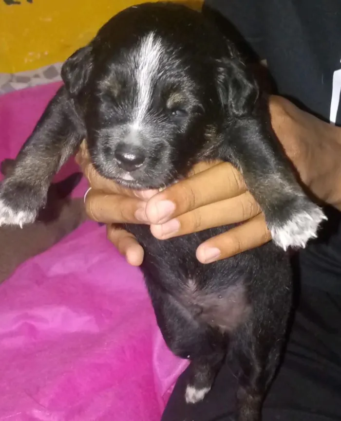 Cachorro raça SRD-ViraLata idade 2 a 6 meses nome noturno, chocolate e Nescau 
