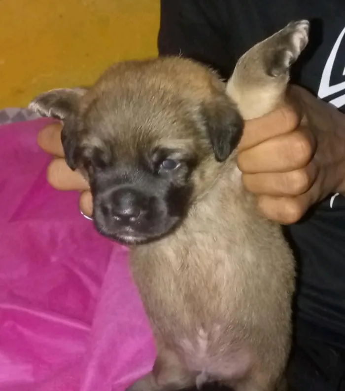 Cachorro raça SRD-ViraLata idade 2 a 6 meses nome noturno, chocolate e Nescau 