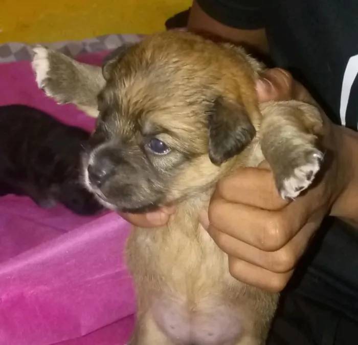 Cachorro raça SRD-ViraLata idade 2 a 6 meses nome noturno, chocolate e Nescau 