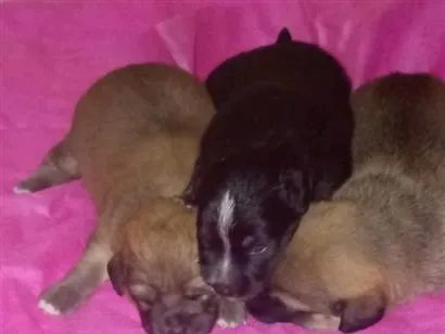 Cachorro raça SRD-ViraLata idade 2 a 6 meses nome noturno, chocolate e Nescau 