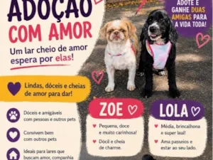 Cachorro raça Shitzu ; Cocker idade 4 anos nome Lola e Zoe