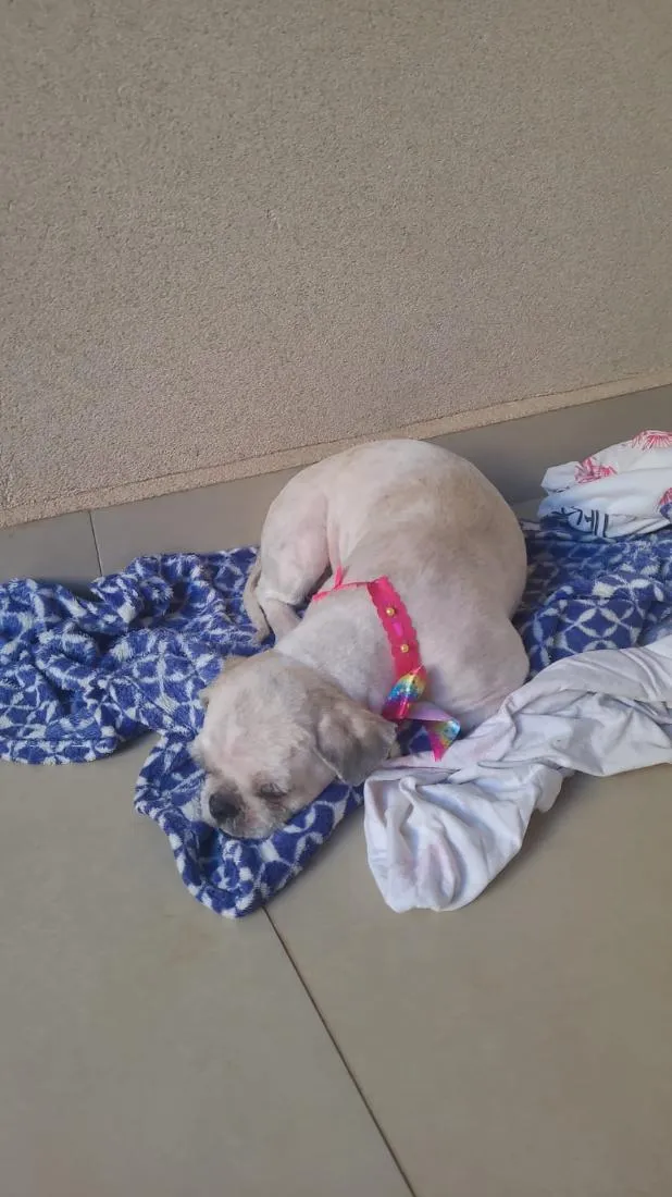 Cachorro raça Shitzu idade 3 anos nome nina