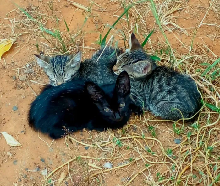 Gato raça SRD-ViraLata idade 2 a 6 meses nome Não tem nome.