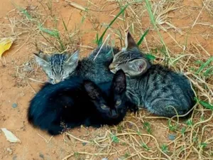 Gato raça SRD-ViraLata idade 2 a 6 meses nome Não tem nome.