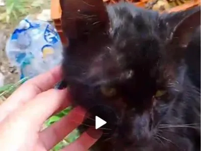 Gato raça SRD-ViraLata idade 2 a 6 meses nome não tem nome
