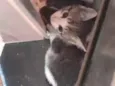 Gata