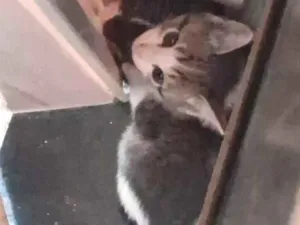 Gato raça SRD-ViraLata idade Abaixo de 2 meses nome Gata