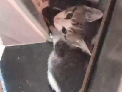 Gato raça SRD-ViraLata idade Abaixo de 2 meses nome Gata