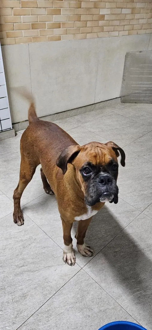 Cachorro raça Boxer idade 7 a 11 meses nome Rocky