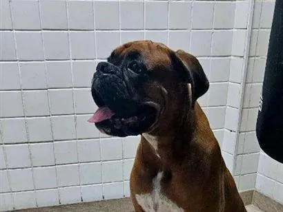 Cachorro raça Boxer idade 7 a 11 meses nome Rocky