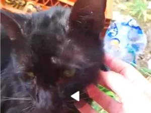 Gato raça SRD-ViraLata idade 2 a 6 meses nome não tem nome